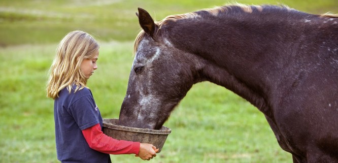 Camper feeds a grain to an horse