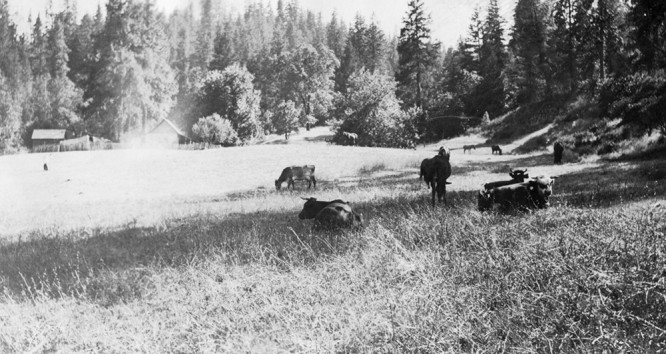 Cows rest on what is now friendship hill, in front of Delia Gate's House in the 1930s