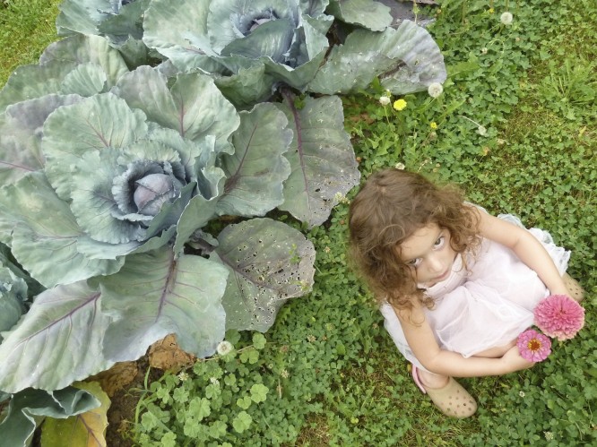camper sits in the garden next to a large cabbage