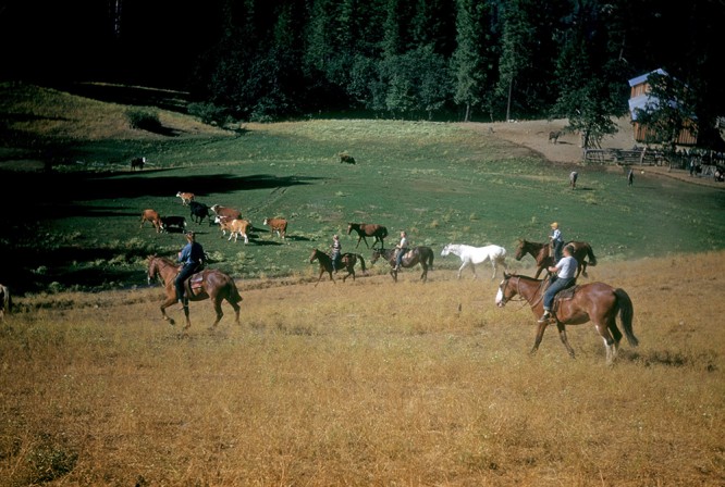 People on horseback round up cows in open field, 1950s 