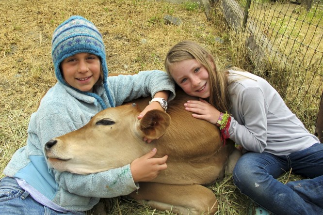 Two campers snuggle with a friendly cow