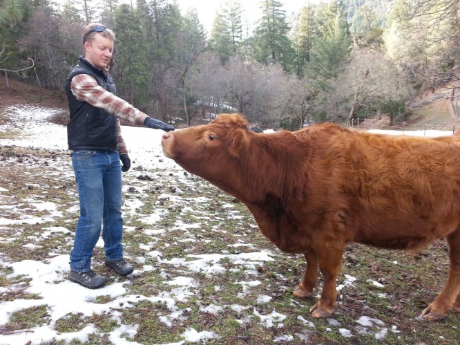 Mischa says hello to a cow