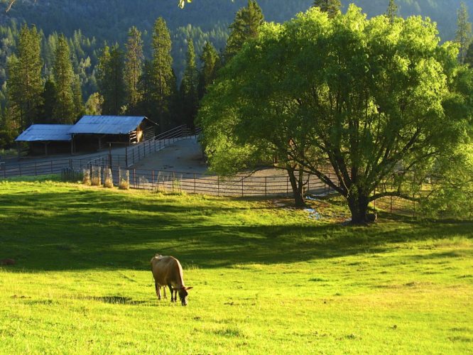 Milk Cow grazing on pasture