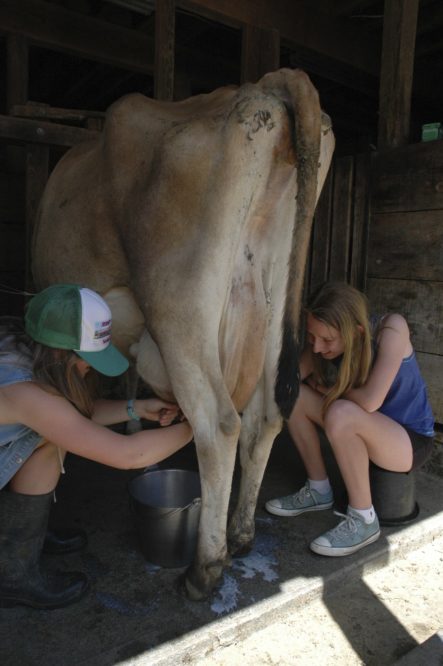 Two people milk a cow by hand