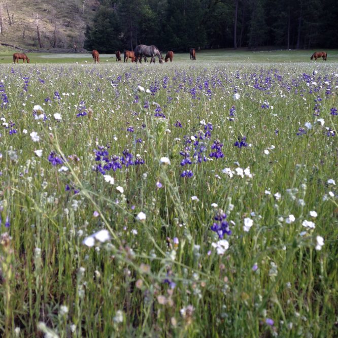 Wild Flowers and Hosres grazing at Big Flat