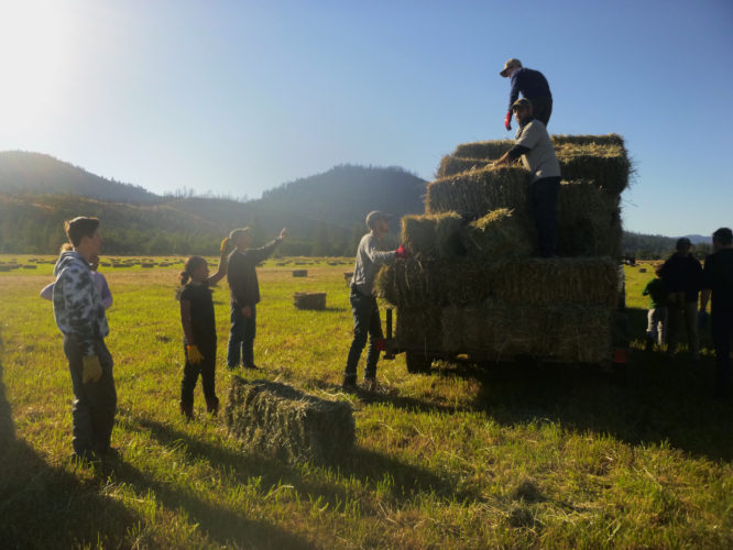 Campers load hay bails onto a trailer with the ranch crew