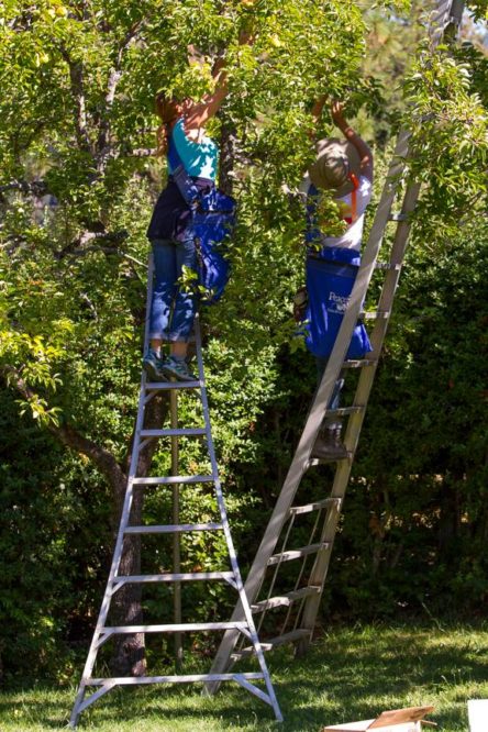 two people stand on ladders picking pears