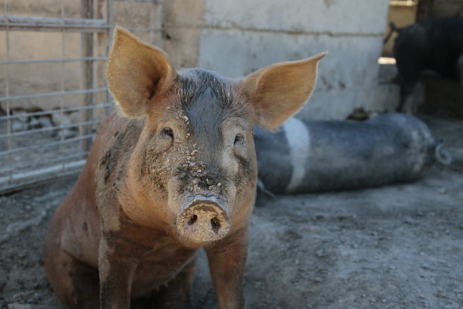 Closeup of a muddy red pig