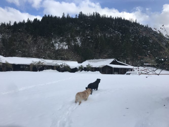 dogs in the snow